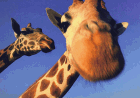 Giraffen