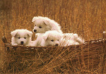 Hunde